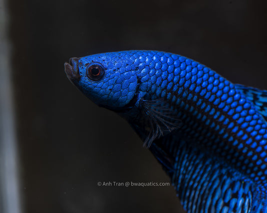 Alien Betta Blue Hybrid | Rare Bettas