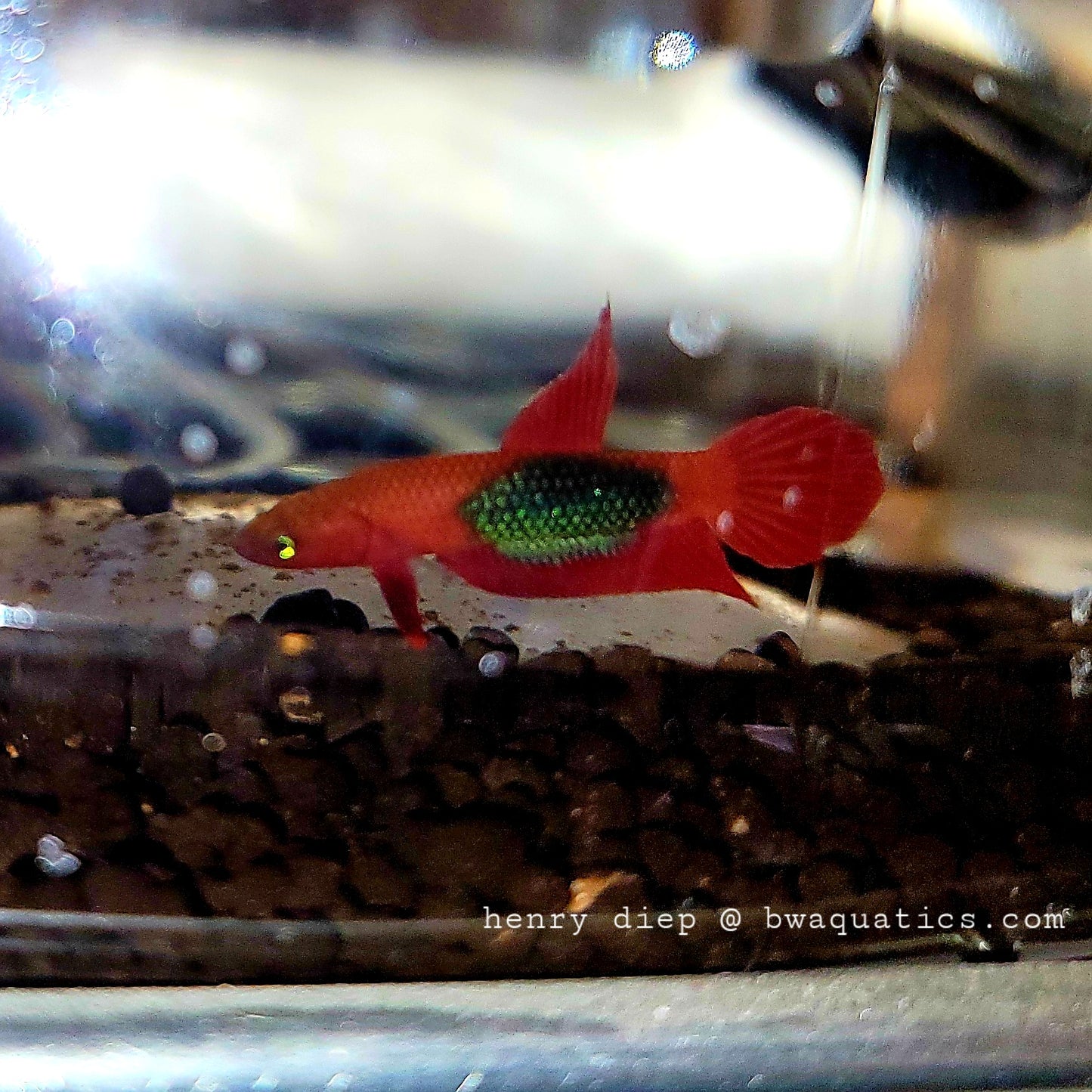 Betta Brownorum - Sibu | Wild Betta Fish