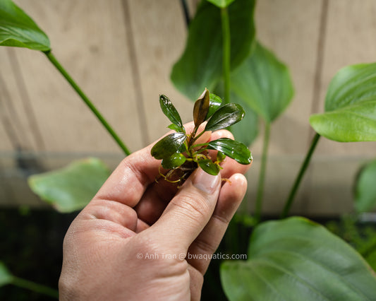 Bucephelandra sp. Round Leaf | Unique Aquatic Plants