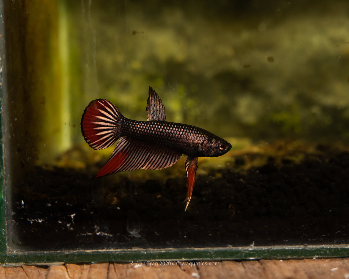 Betta Imbellis Copper | Rare Bettas