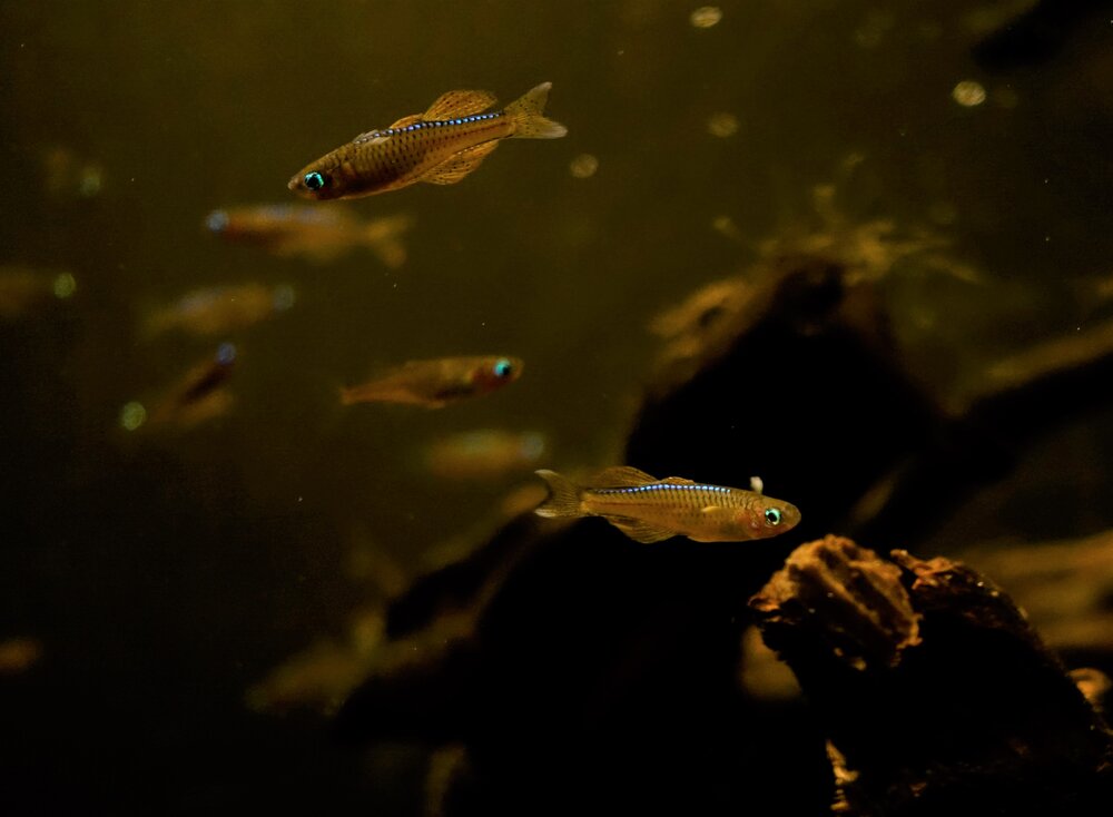 Pseudomugil Luminatus (Red Neon Rainbowfish) - Young Adults
