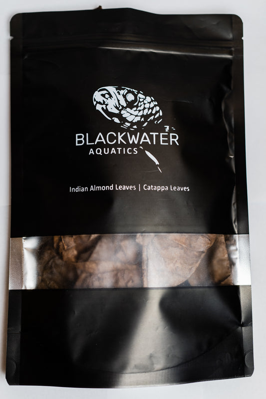 Highly Cured Indian Almond Leaves