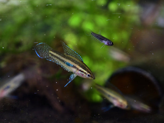 Parosphromenus Linkei