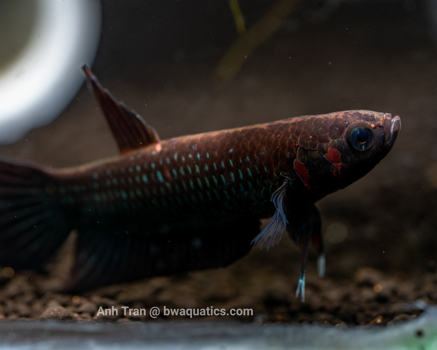 Betta Foerschi | Wild Type Bettas