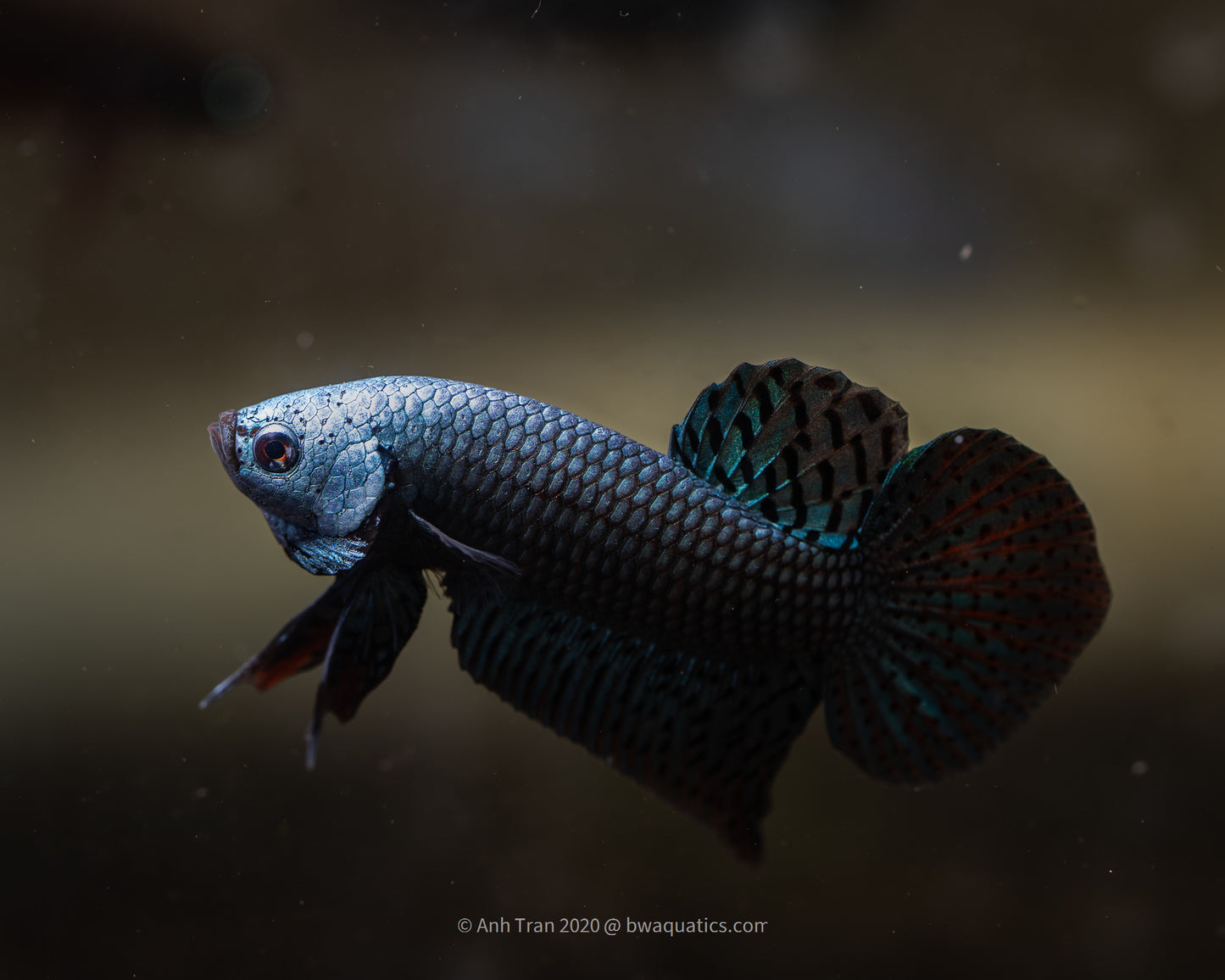 Alien Betta Gray Hybrid | Rare Bettas