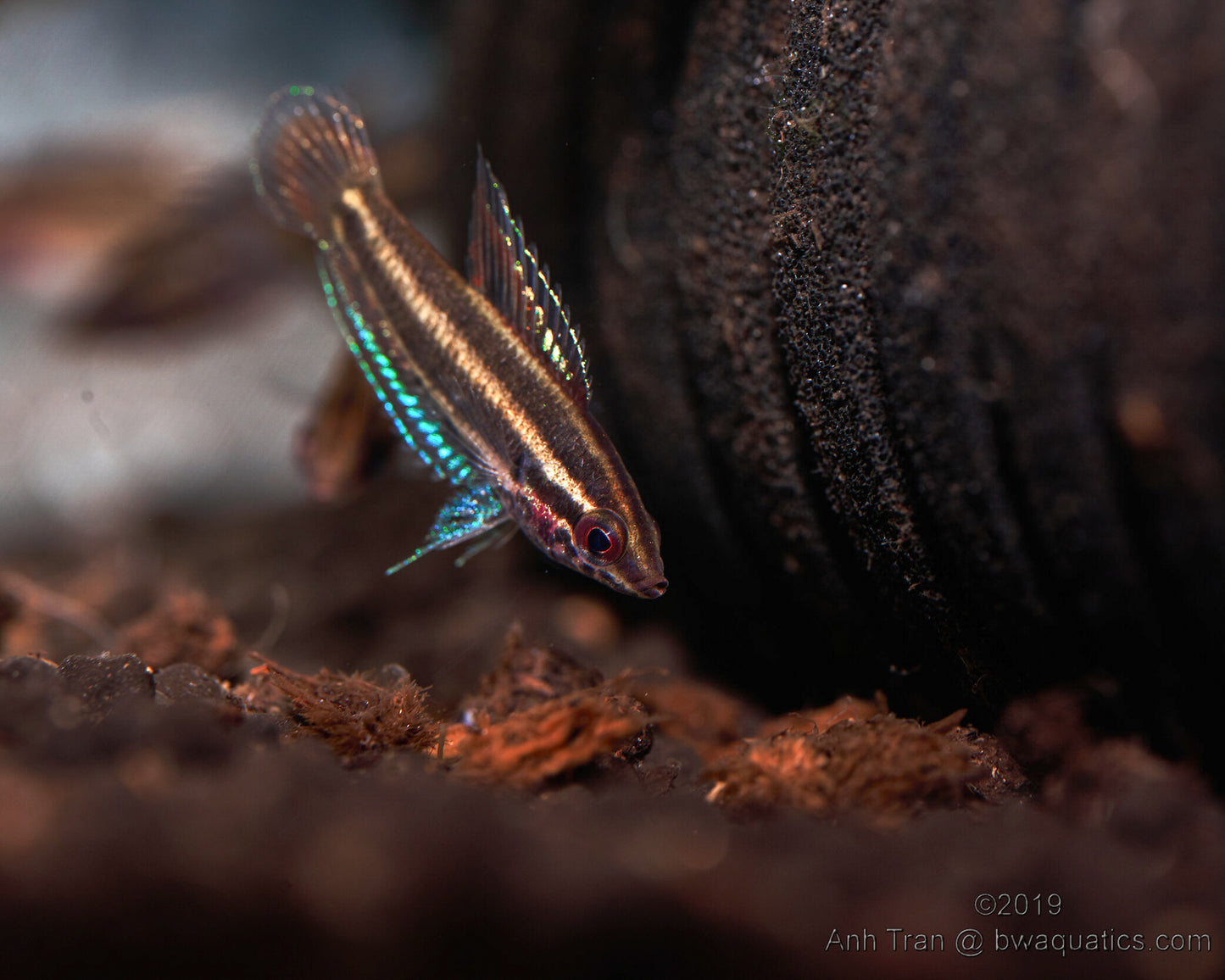 Parosphromenus Opallios