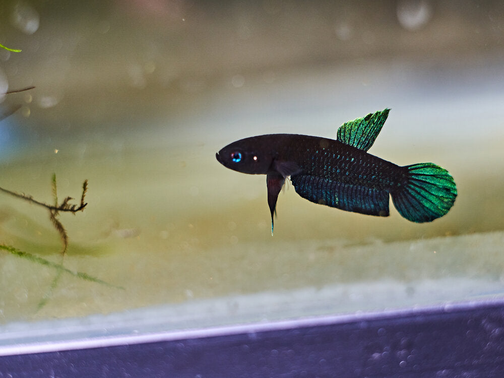 Betta Persephone - Johor | Wild Type Bettas