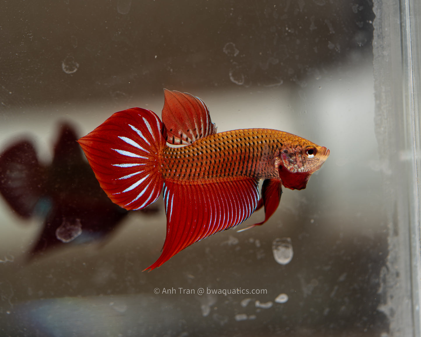 Betta Splendens (Red Spade Tail) | Rare Bettas