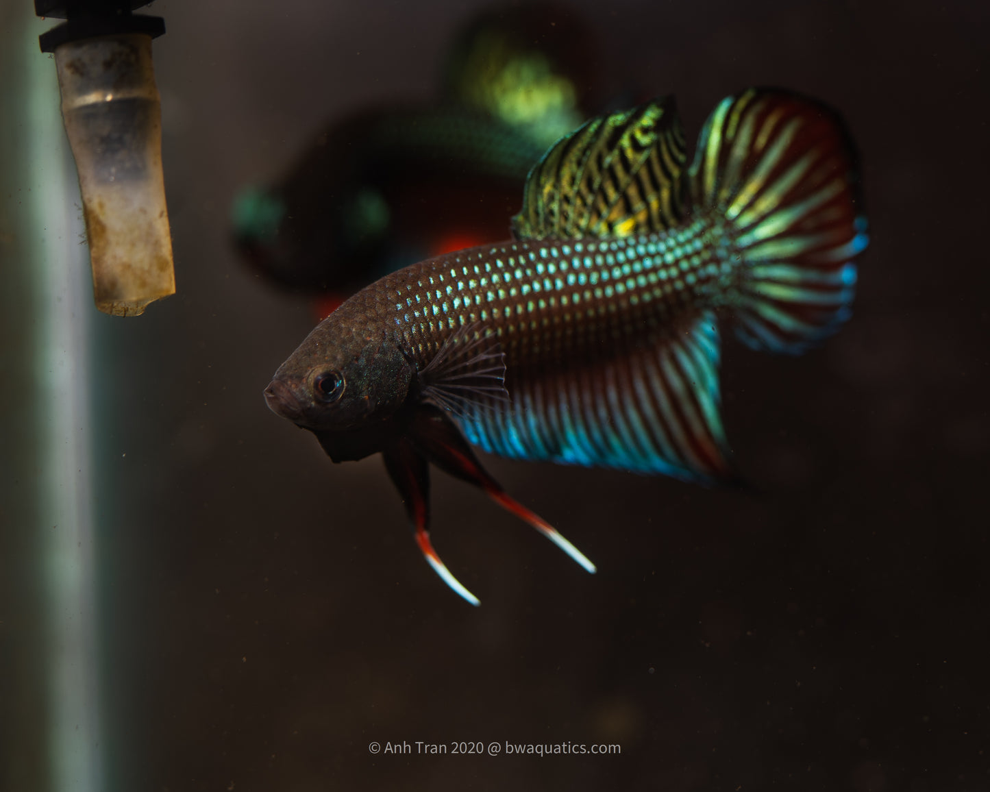 Betta Siamorientalis True Wild Caught- Vietnam - Long An | Wild Type Bettas