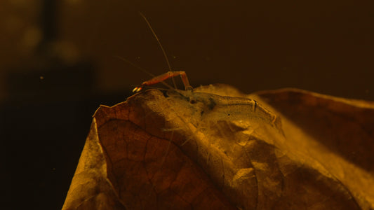Macrobrachium sp. "Borneo Red-Claw"
