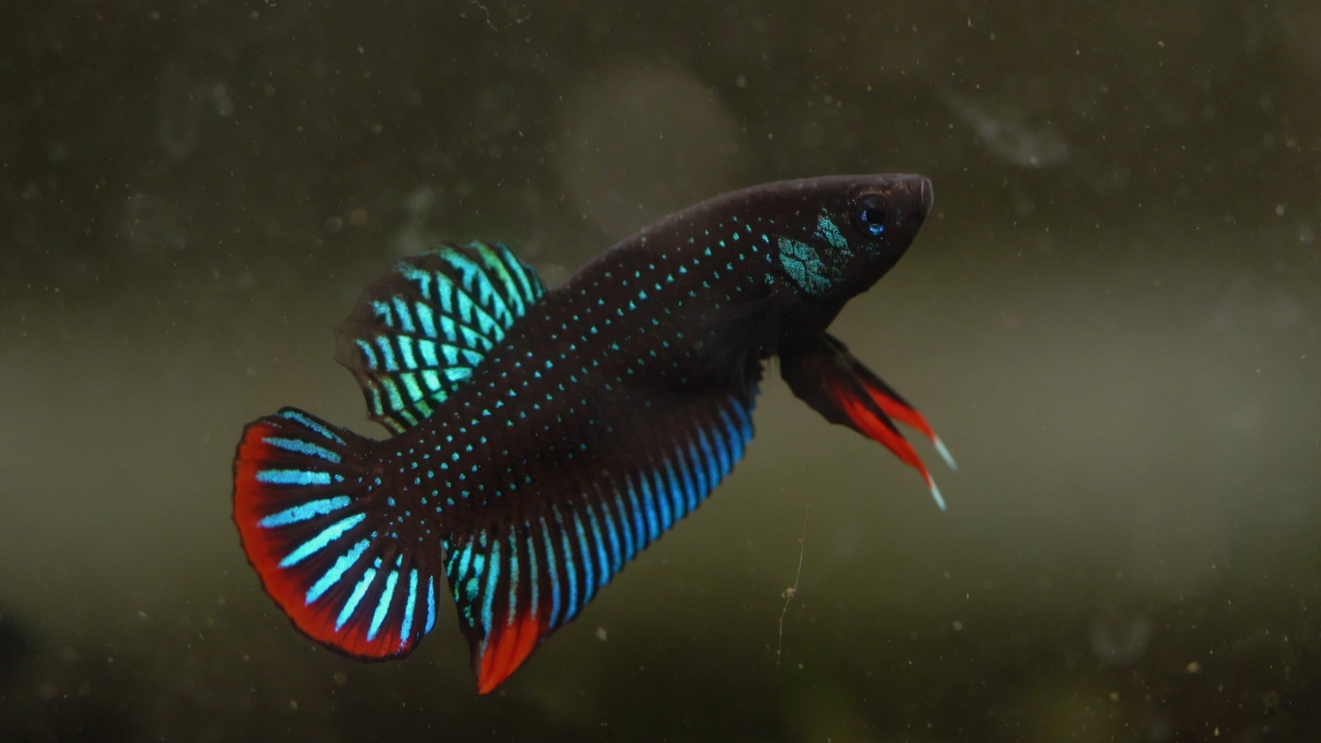 Betta Imbellis True Wild Vietnam Wild Type Bettas – BWAquatics