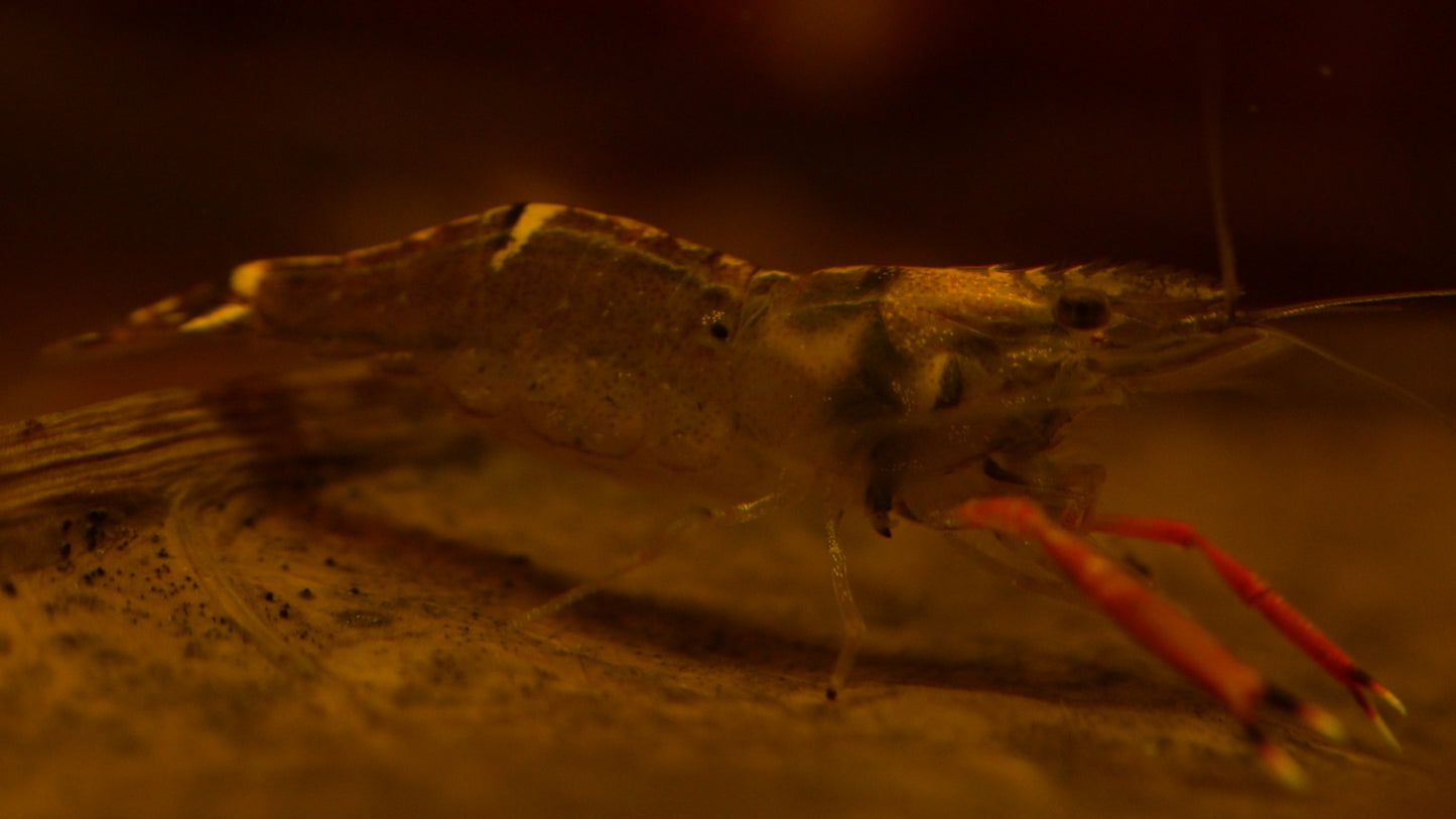 Macrobrachium sp. "Borneo Red-Claw"