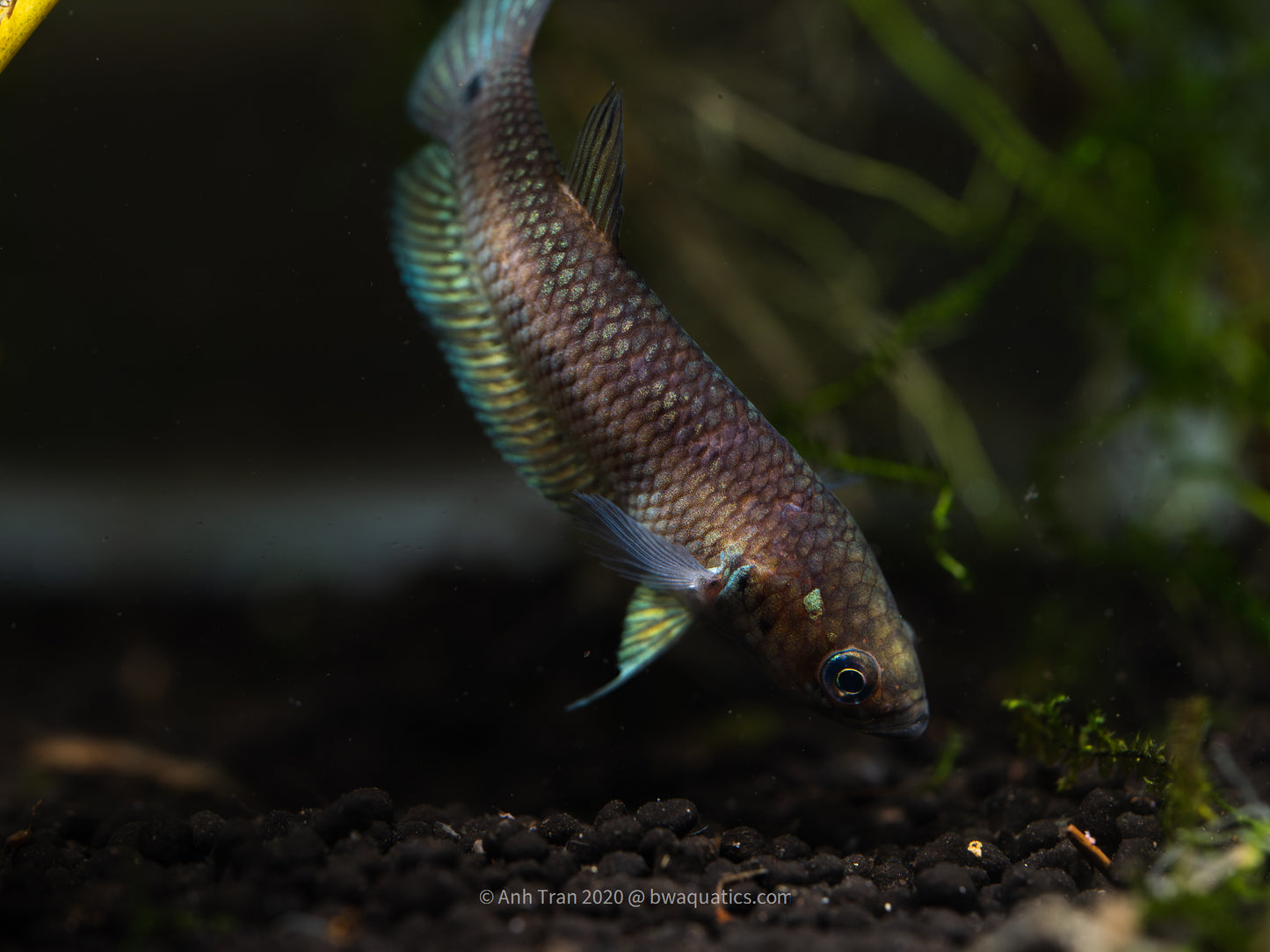 Betta Unimaculata "Wahau" | Wild Type Bettas