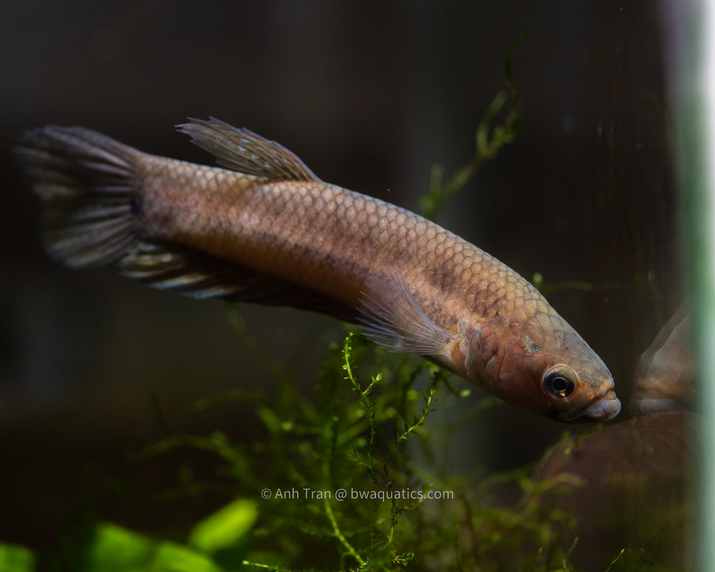 Betta Unimaculata "Ancam" | Wild Type Bettas