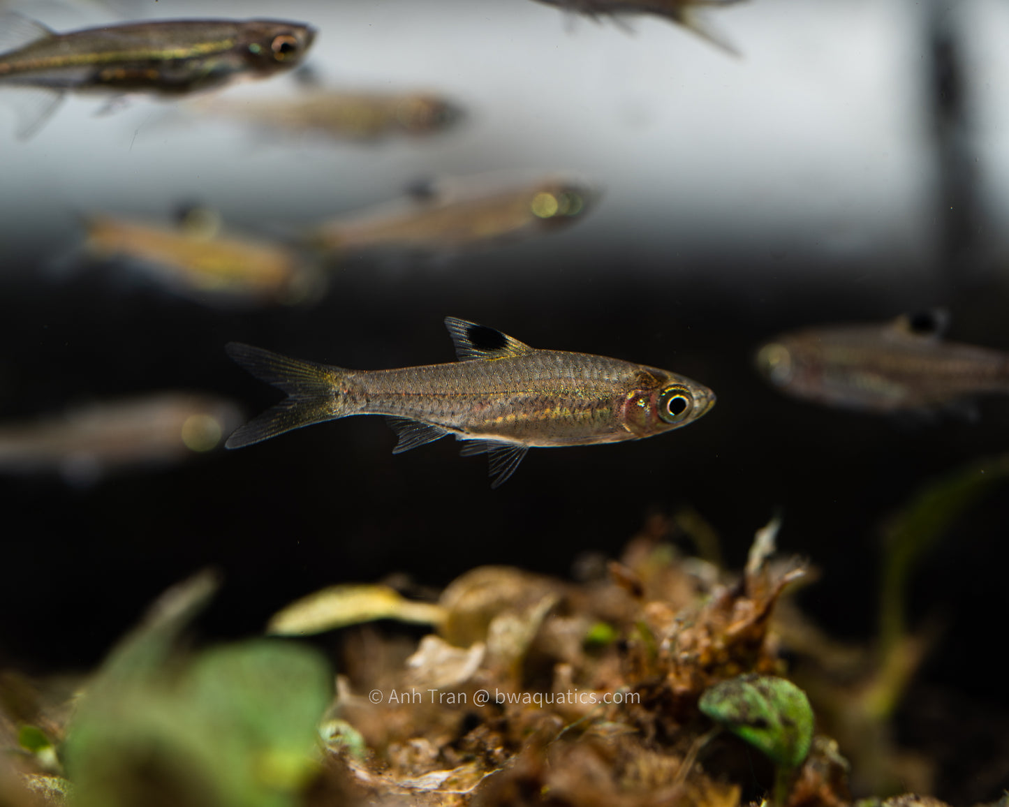 Brevibora dorsiocellata "Emerald Eye Rasbora"