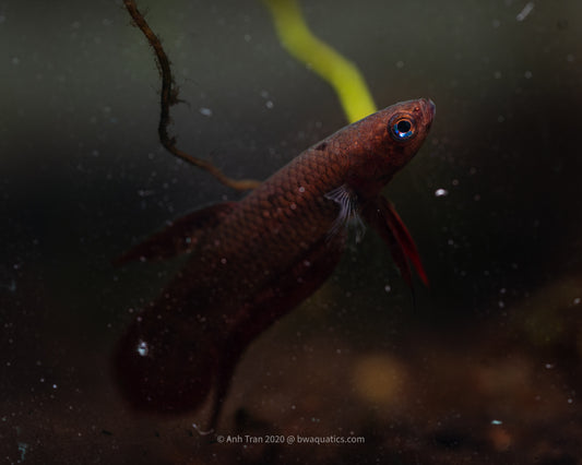 Betta Livida | Wild Betta Fish