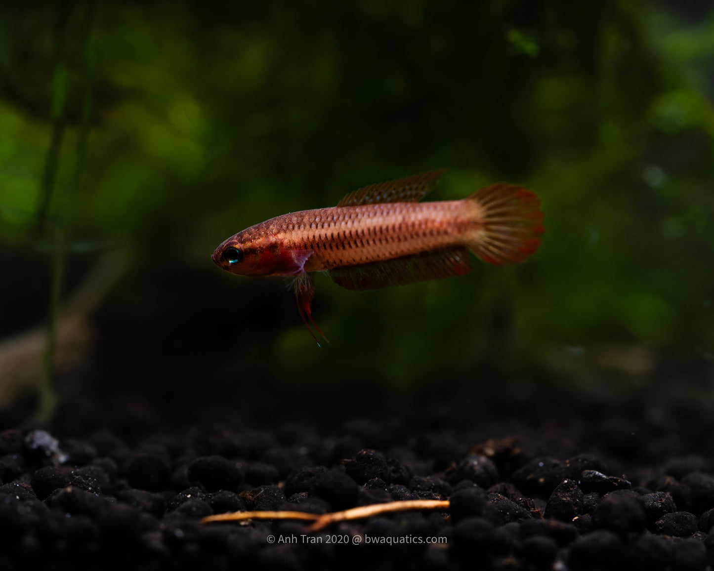 Betta Uberis - Palangkaraya | Wild Type Bettas