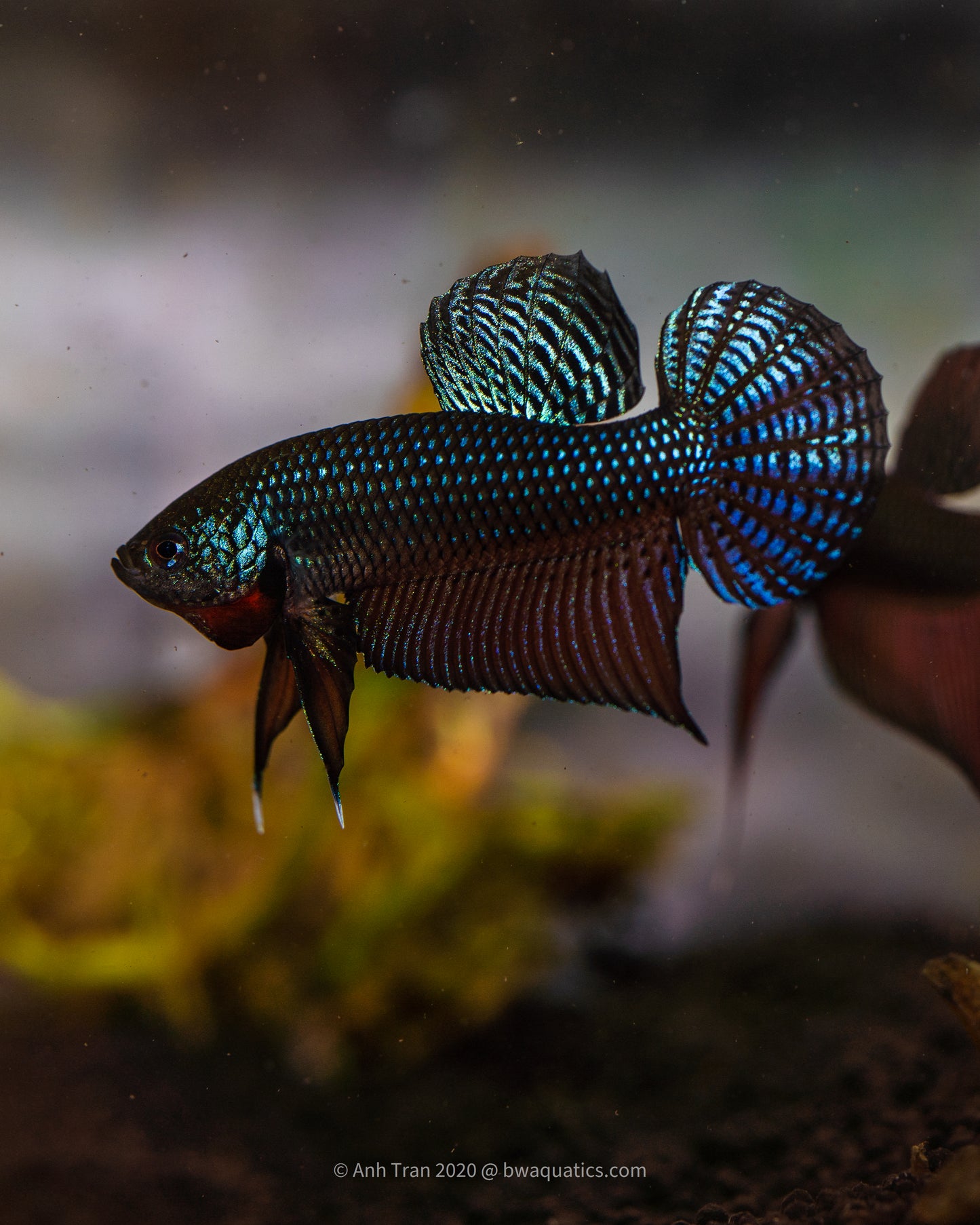 Betta Smaragdina Guitar "carbon" Hybrid (Genetic Steel Blue) | Rare Bettas