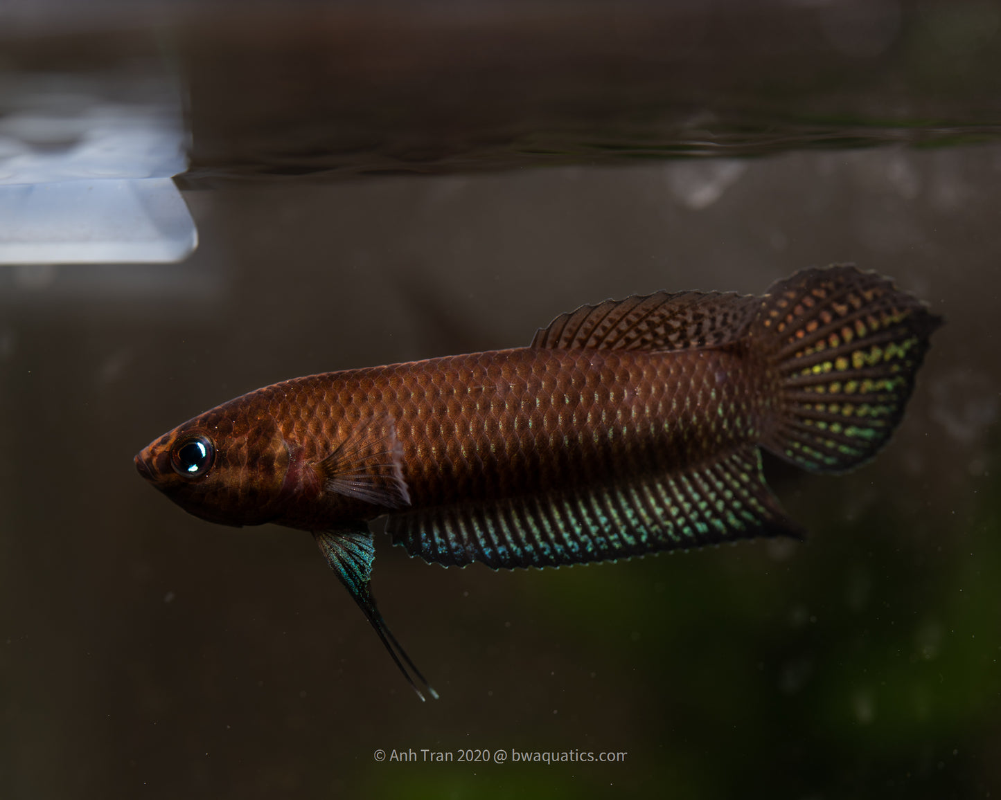Betta Simorum | Wild Betta Fish
