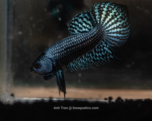 Alien Betta Gray Hybrid | Rare Bettas