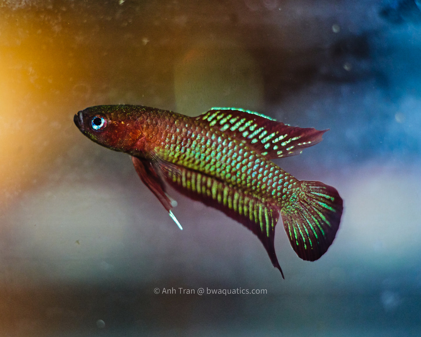Betta Burdigala - Bukit Intan | Wild Type Bettas