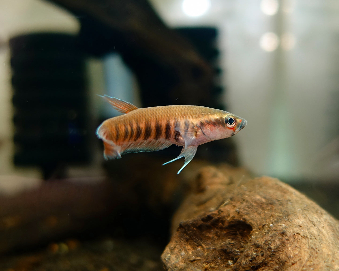Betta Patoti "Tanah Grogot Red" | Wild Type Bettas