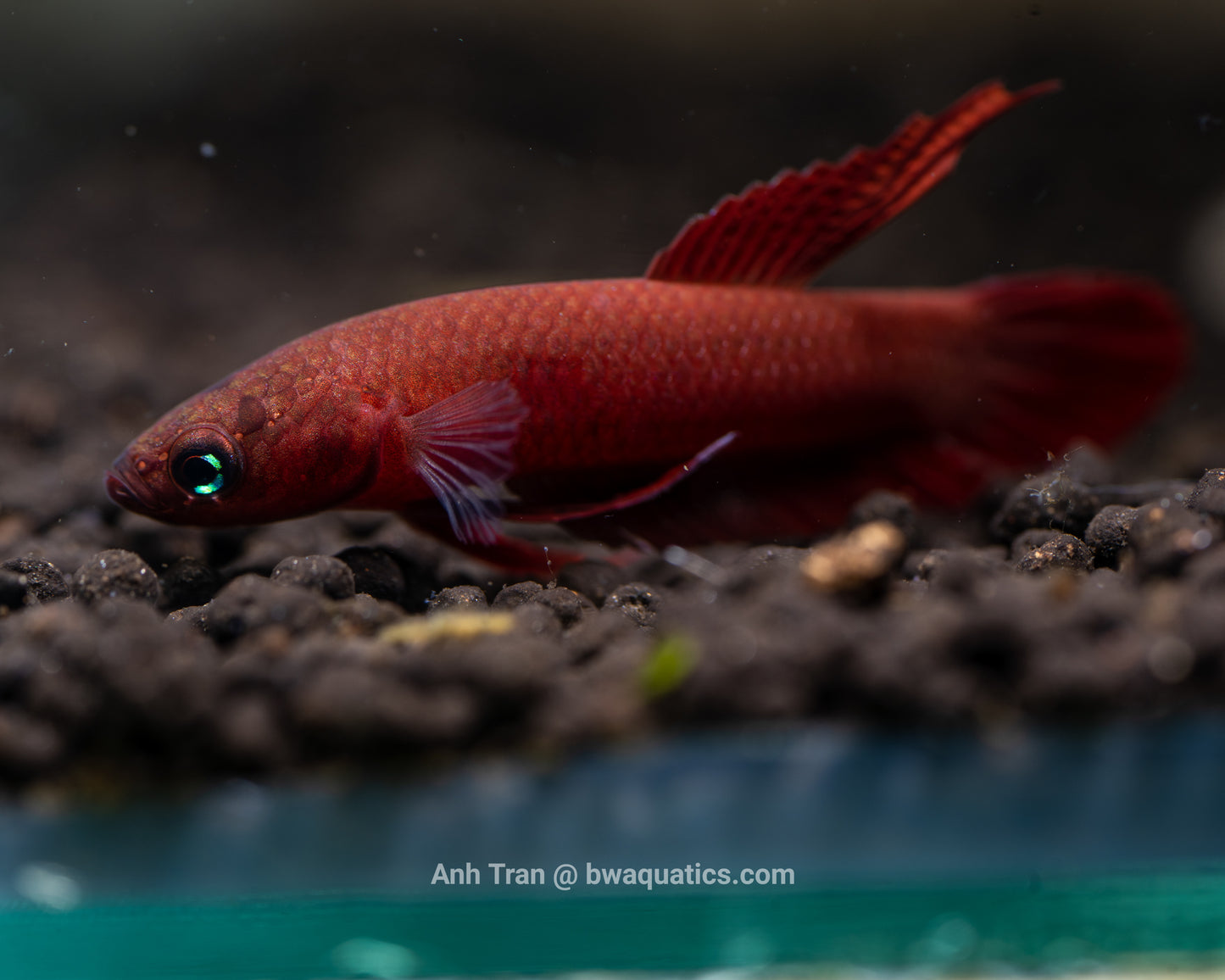 Betta Rutilans | Wild Type Bettas