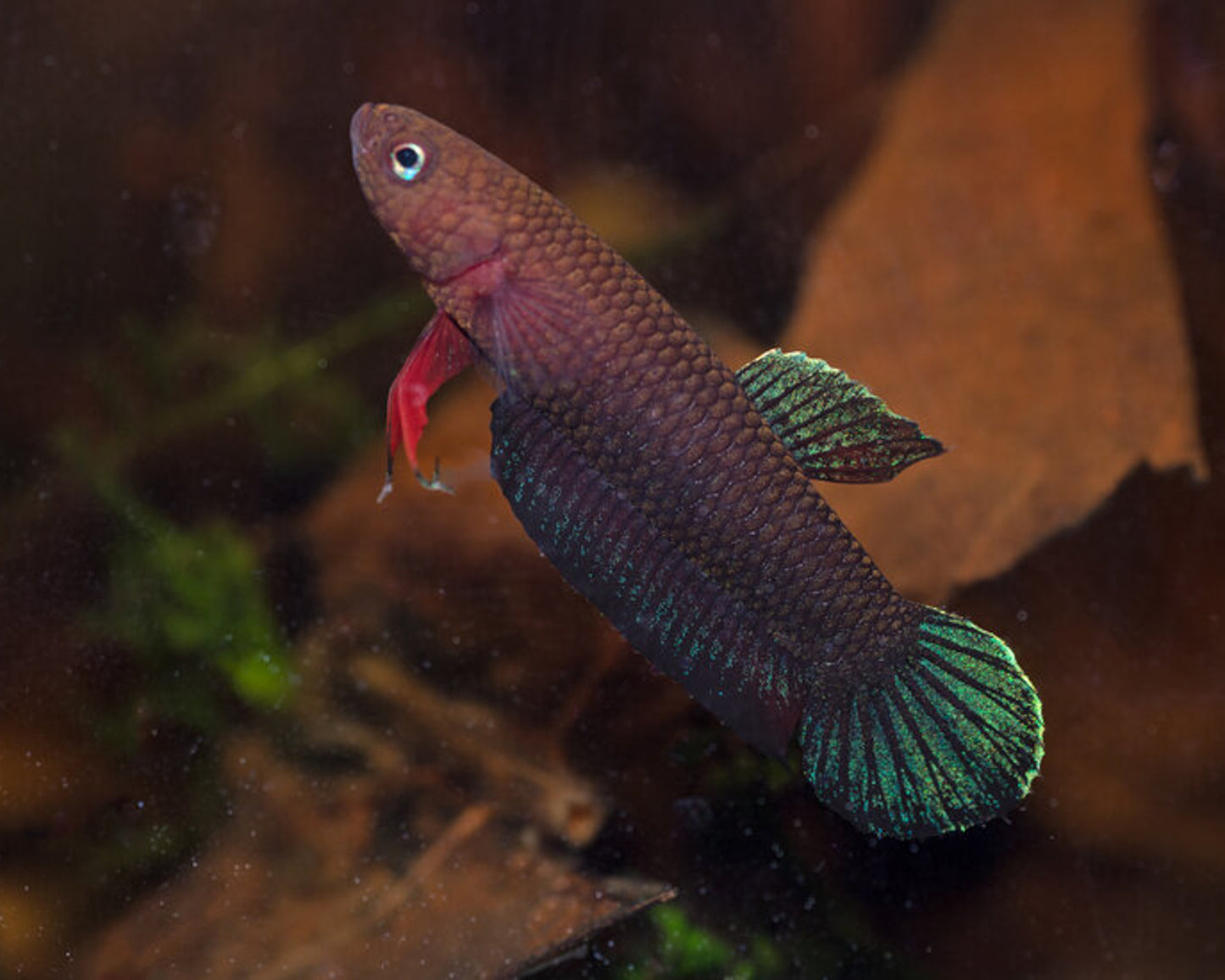 Betta Miniopinna | Wild Type Bettas