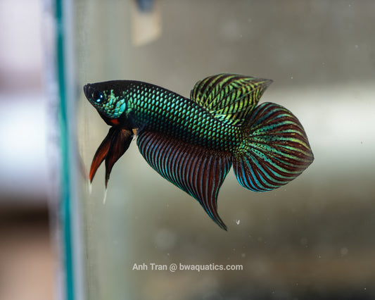 Betta Smaragdina | Rare Bettas