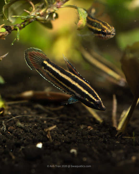 Parosphromenus Phoenicurus