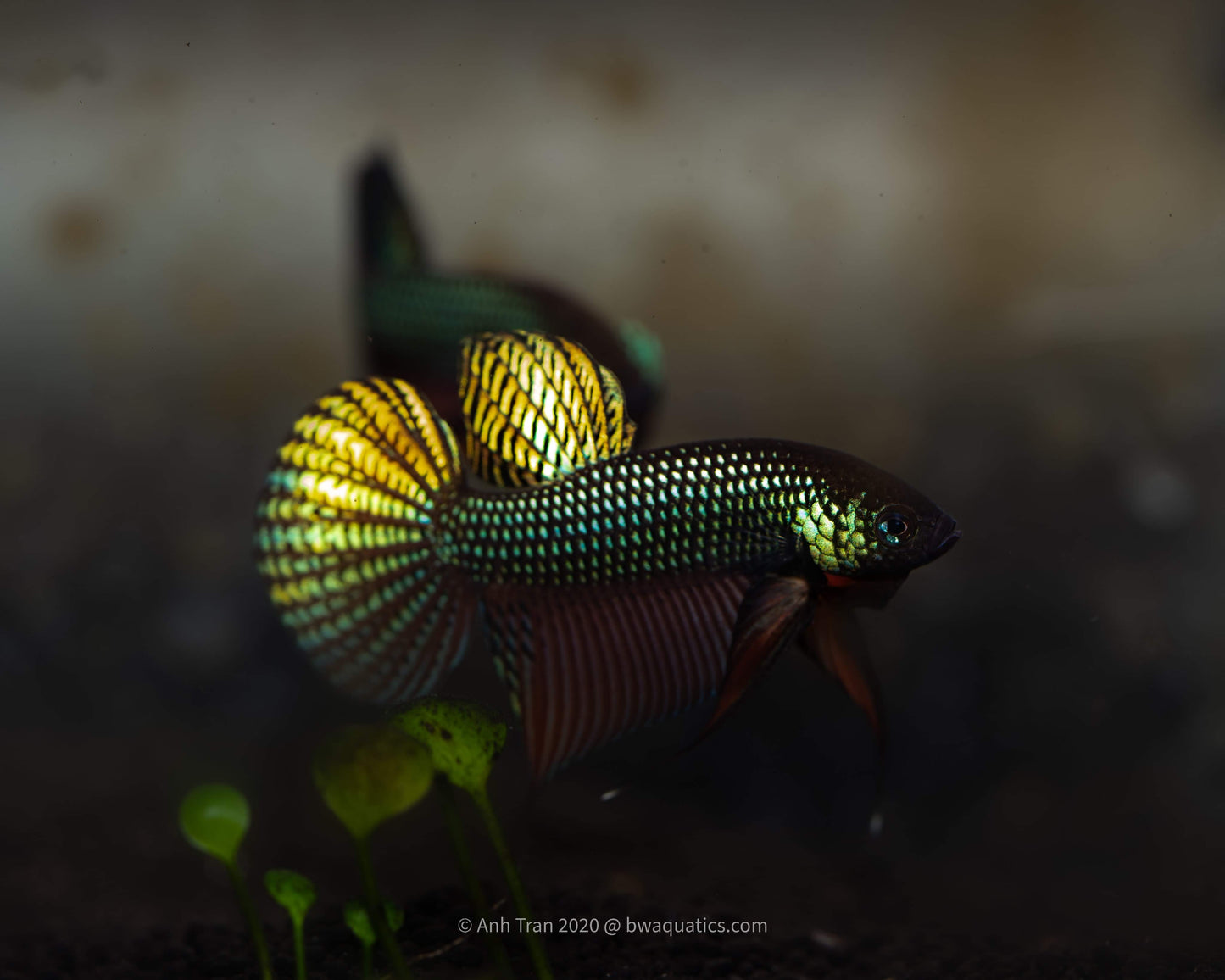 Betta Smaragdina Guitar "Lime Green" Hybrid (Genetic Royal blue metallic) | Rare Bettas