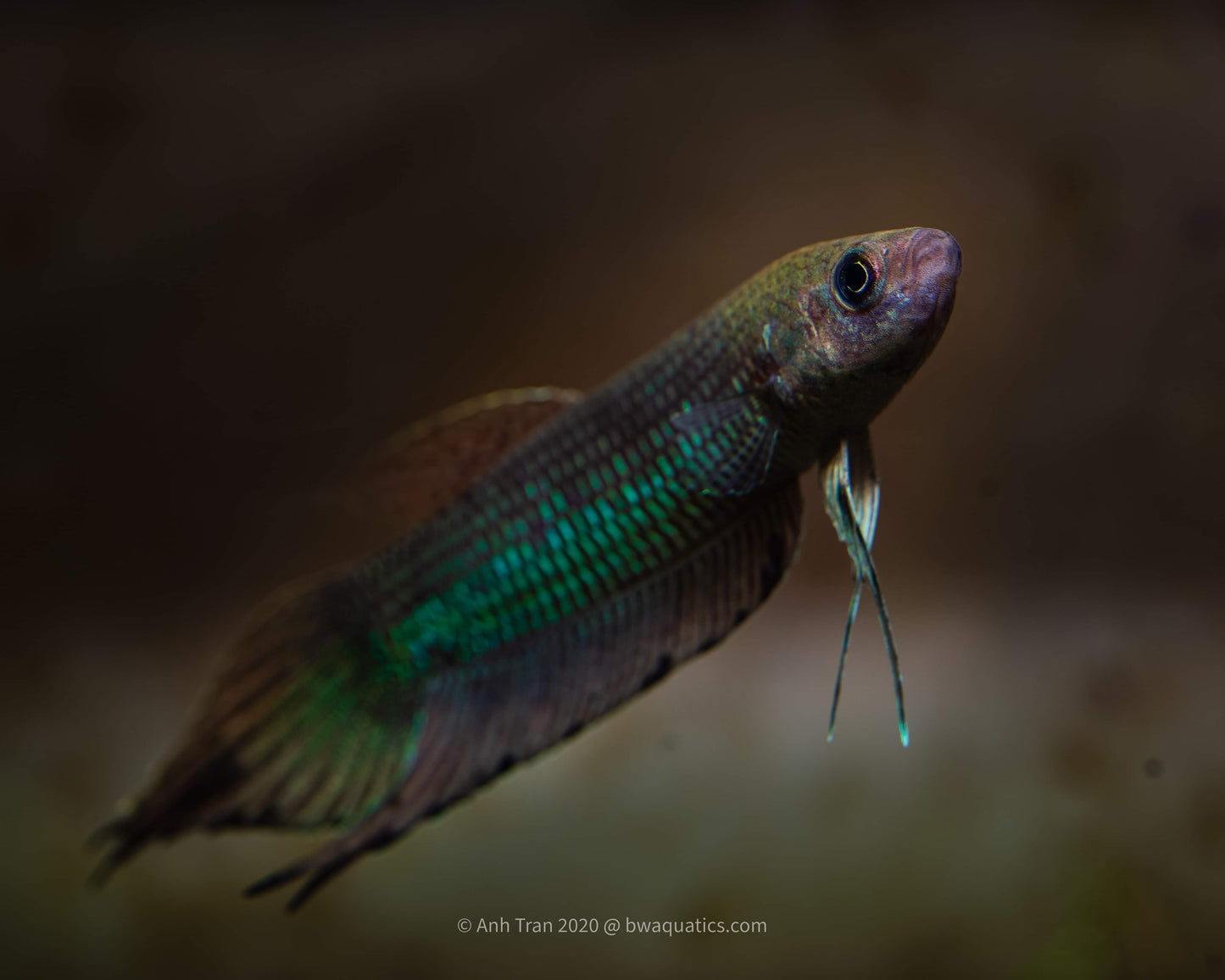 Betta Bellica | Wild Betta Fish