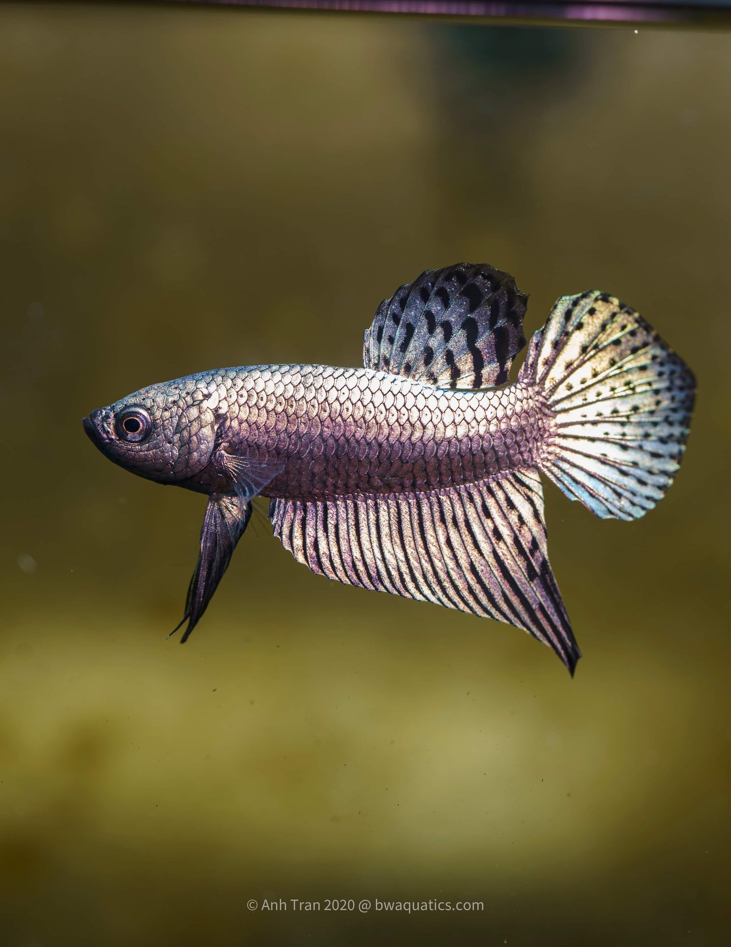Alien Betta Copper Hybrid | Rare Bettas
