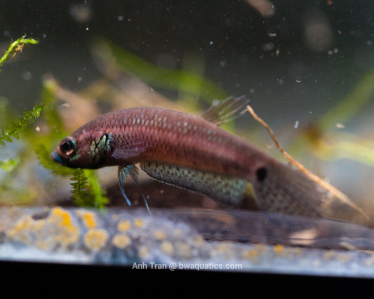 Betta Unimaculata "Mahakam" | Wild Type Bettas
