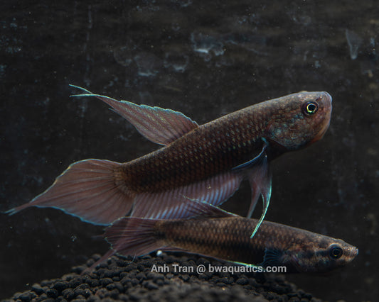 Betta Dimidiata - F1 | Wild Type Bettas