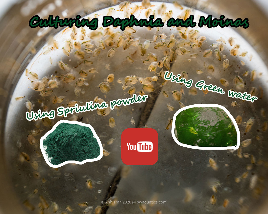 How to Raise Daphnia and Moinas