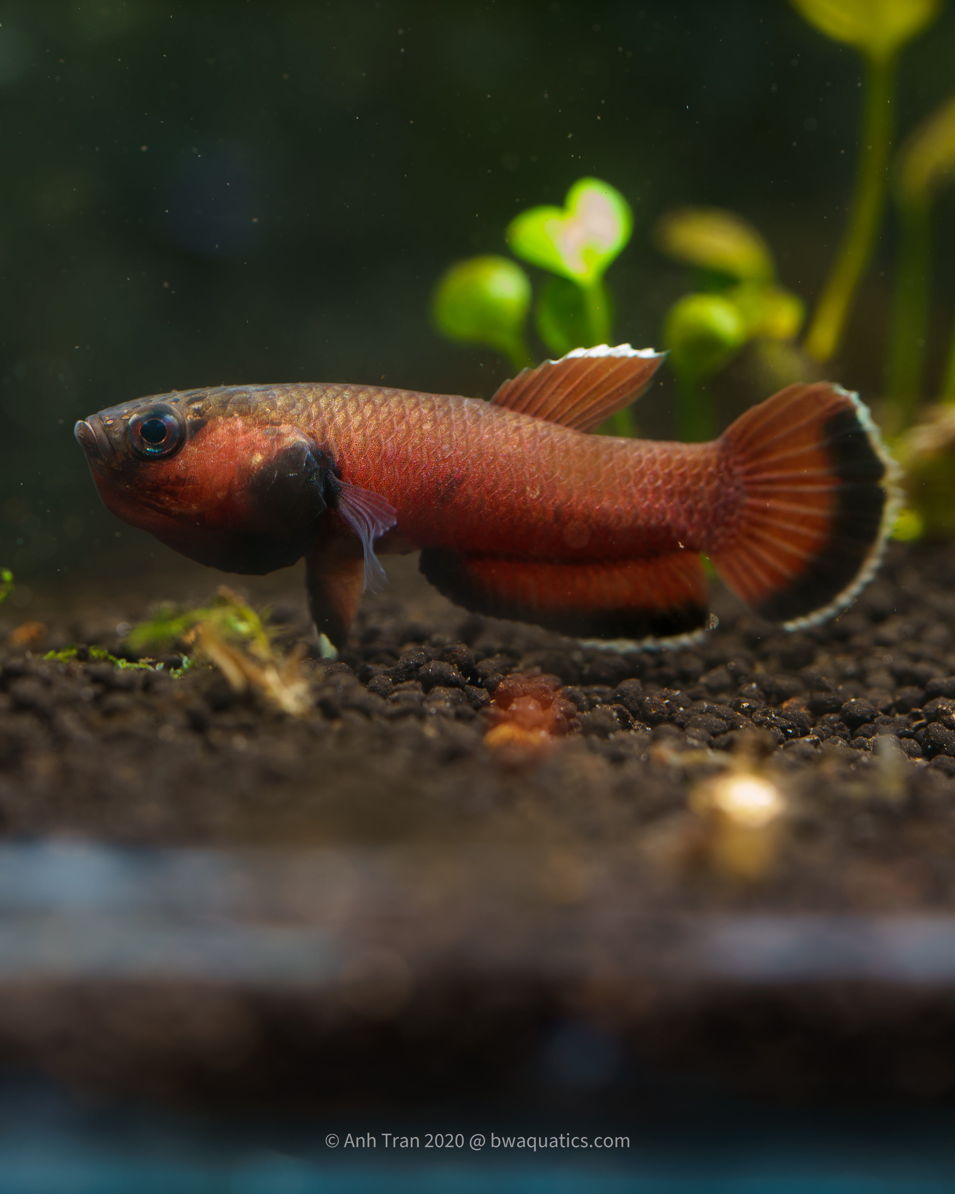 Betta Complex Rare Wild Betta Fish | Blackwater Aquatics – BWAquatics