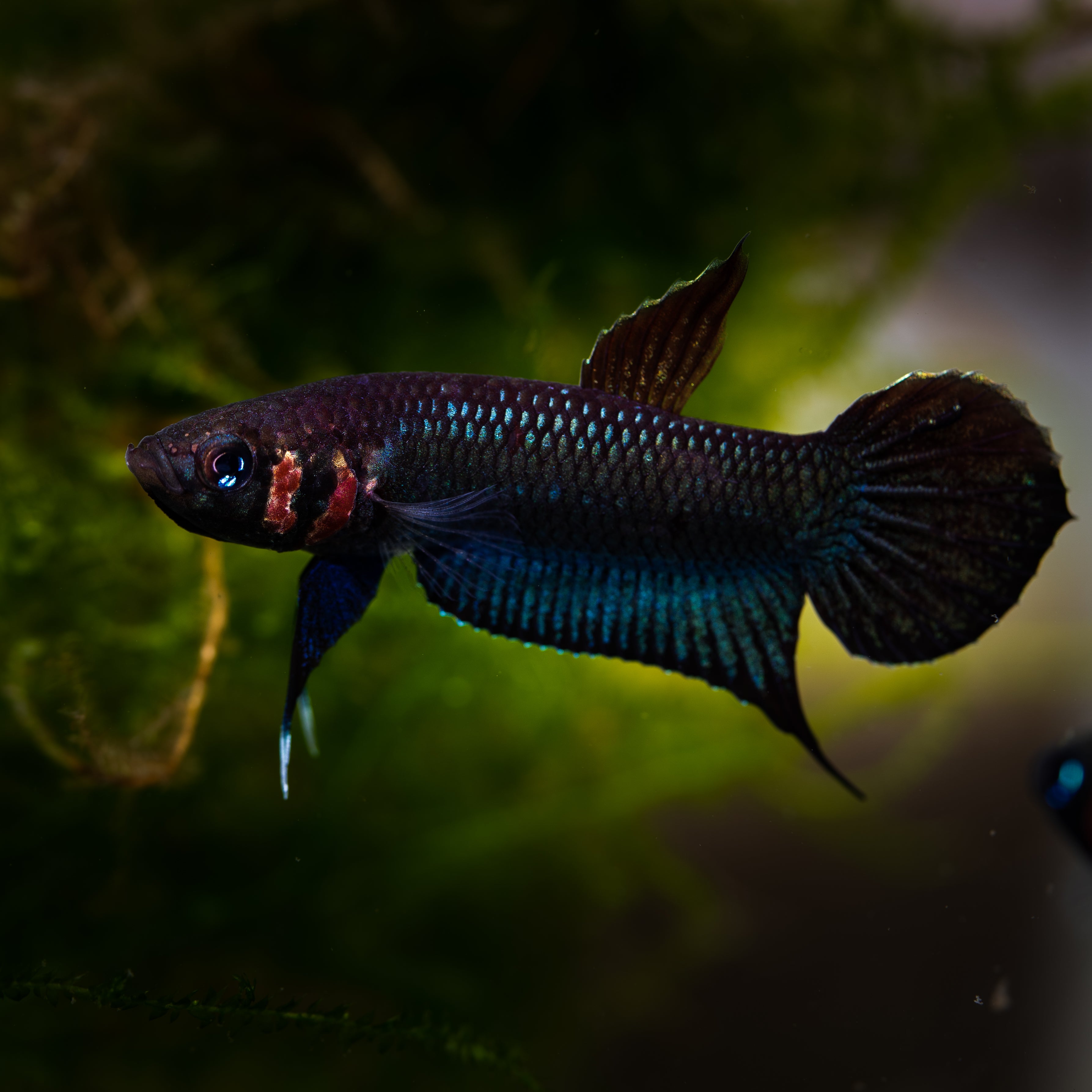 Betta Complex Rare Wild Betta Fish | Blackwater Aquatics – BWAquatics