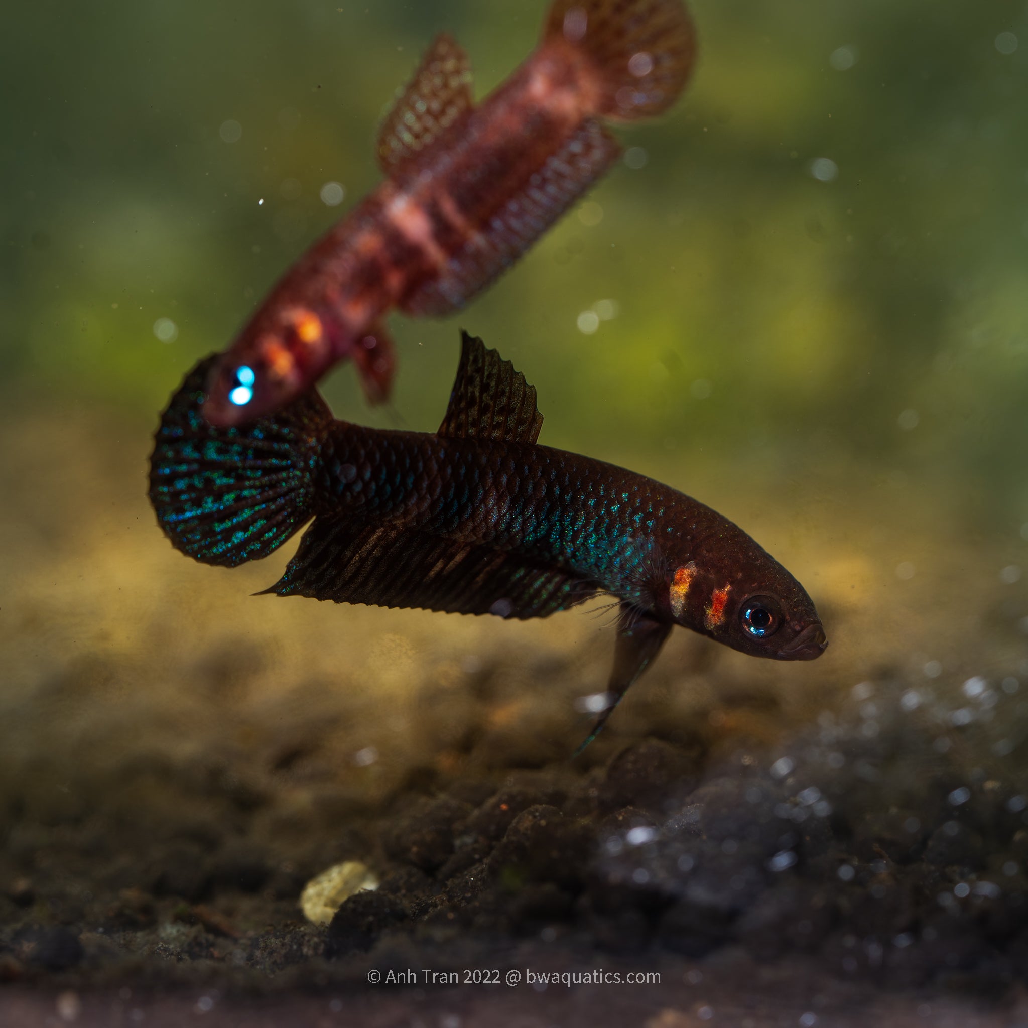 Betta Complex Fish in stock – Page 3 – BWAquatics