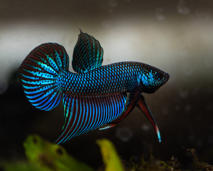 Rare Wild Betta Fish | Blackwater Aquatics – BWAquatics