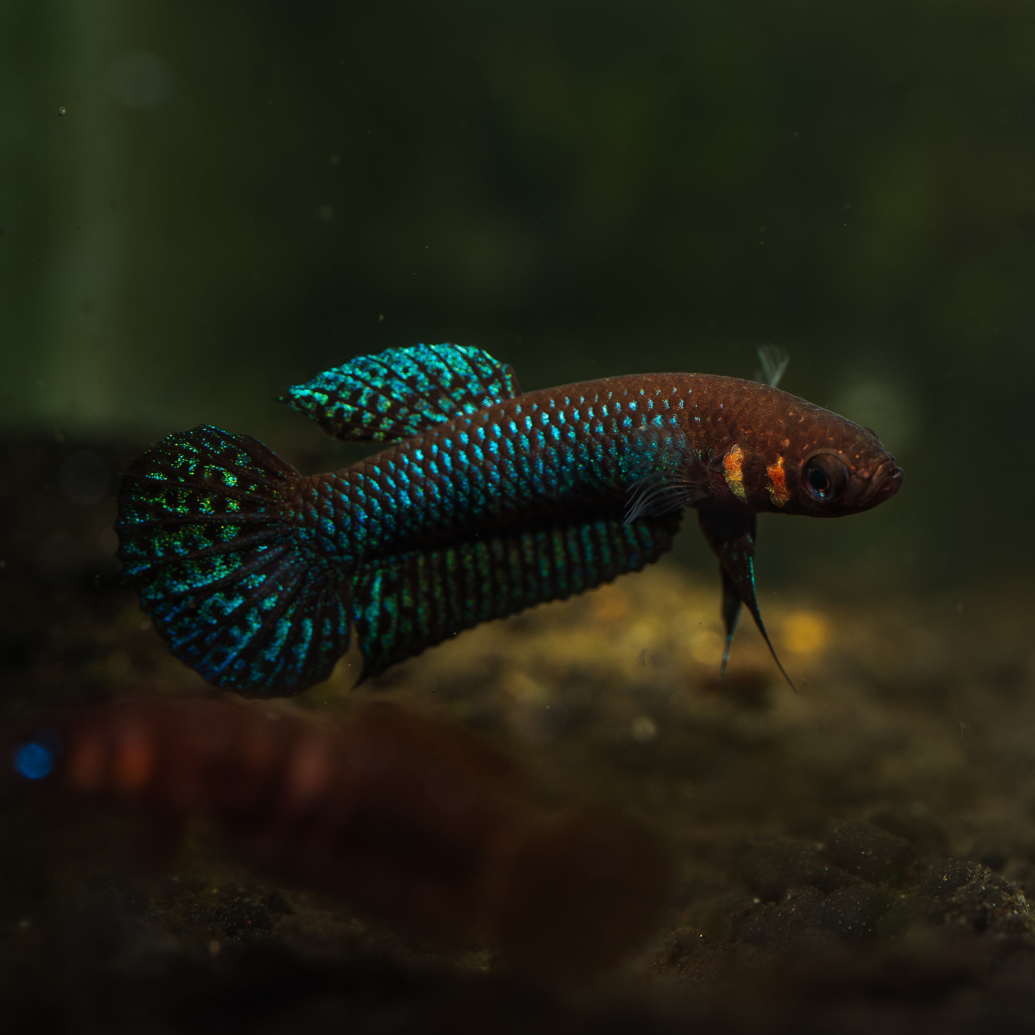 Rare Wild Betta Fish | Blackwater Aquatics – BWAquatics