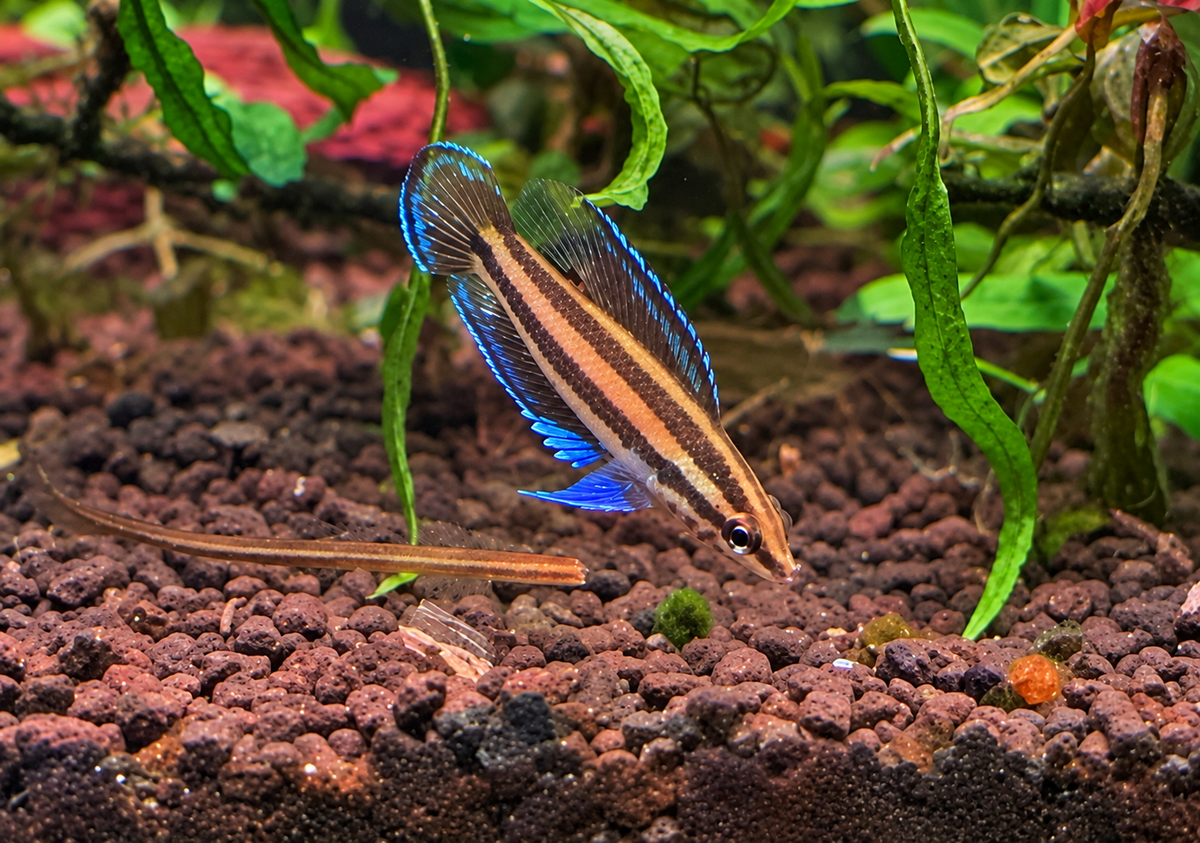 Parosphromenus sp. Musi Rawas