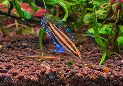 Parosphromenus sp. Musi Rawas