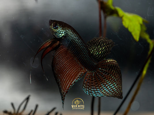 Betta Smaragdina Guitar "carbon" Hybrid (Genetic Steel Blue)  | Rare Bettas