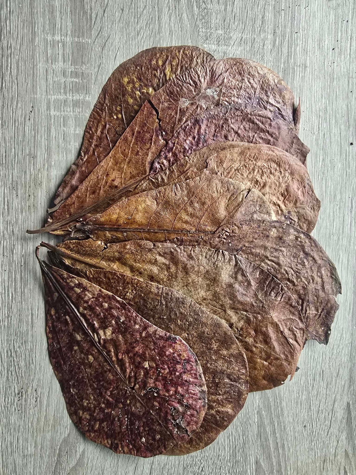 Indian Almond Leaves