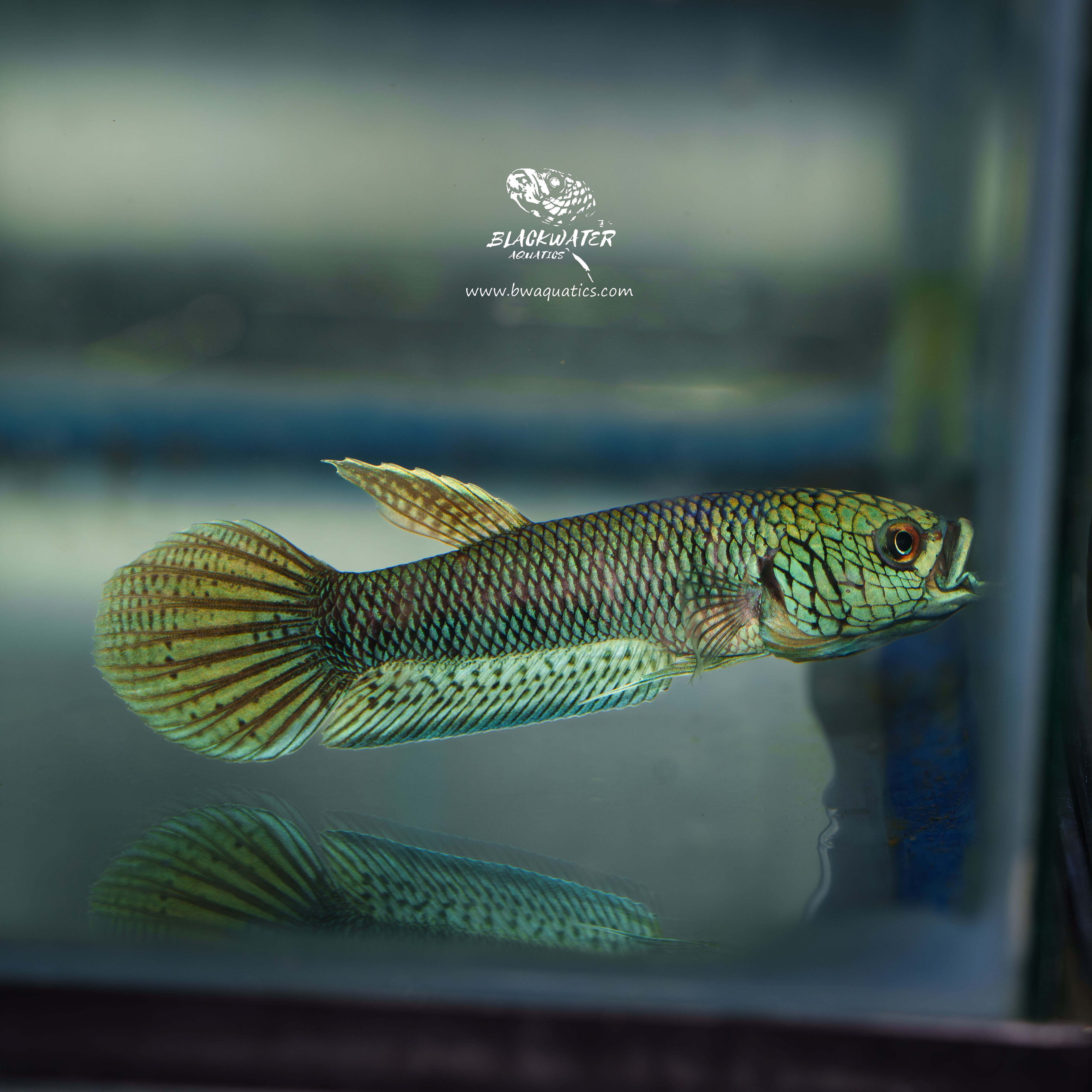 Rare Wild Betta Fish | Blackwater Aquatics – BWAquatics