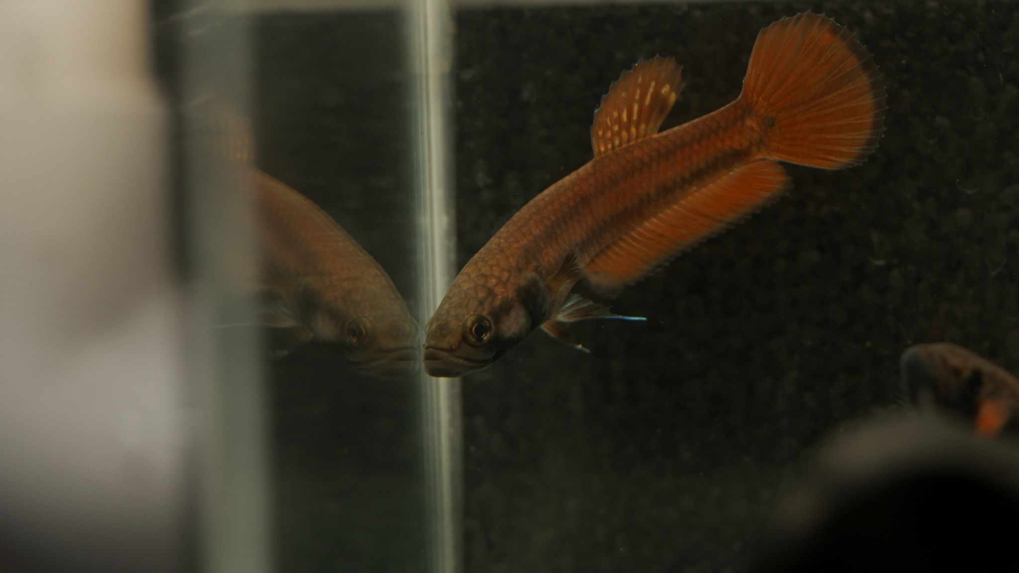 Betta Complex Unimaculata Complex – BWAquatics