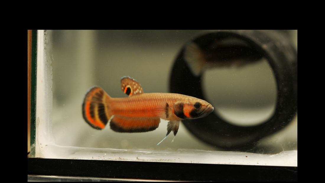Betta Complex Betta Macrostoma