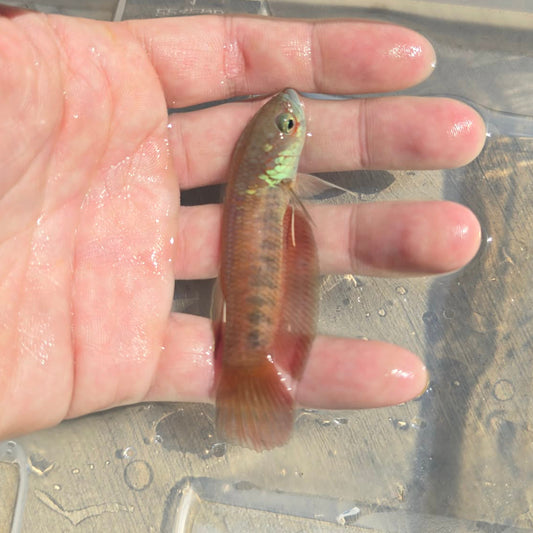Betta Patoti "Tanah Grogot Red" | Wild Type Bettas