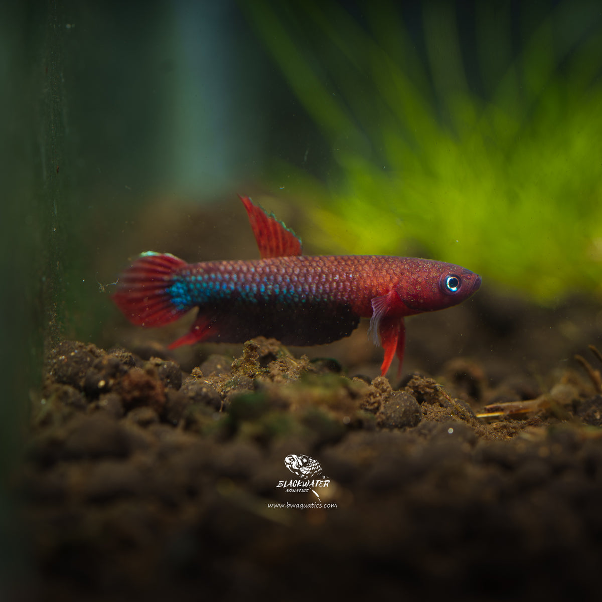 Betta Complex Betta sp. Jade | Wild Betta Fish – BWAquatics